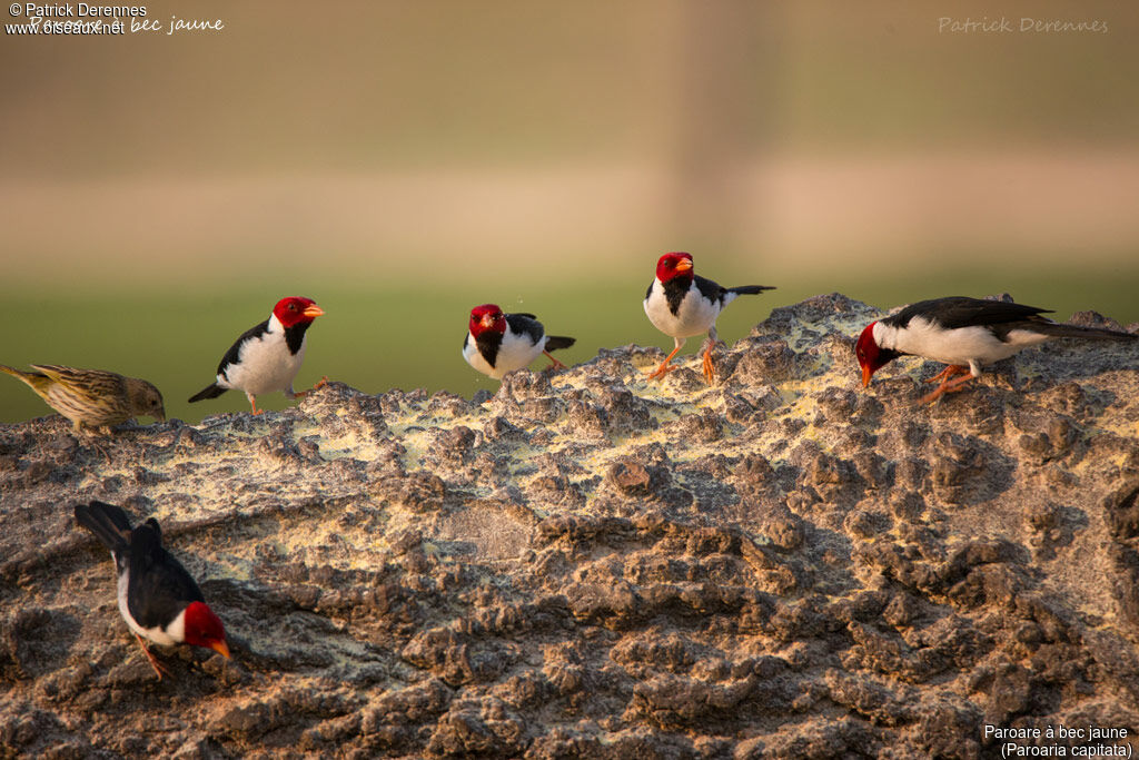 Yellow-billed Cardinal, identification, habitat, feeding habits