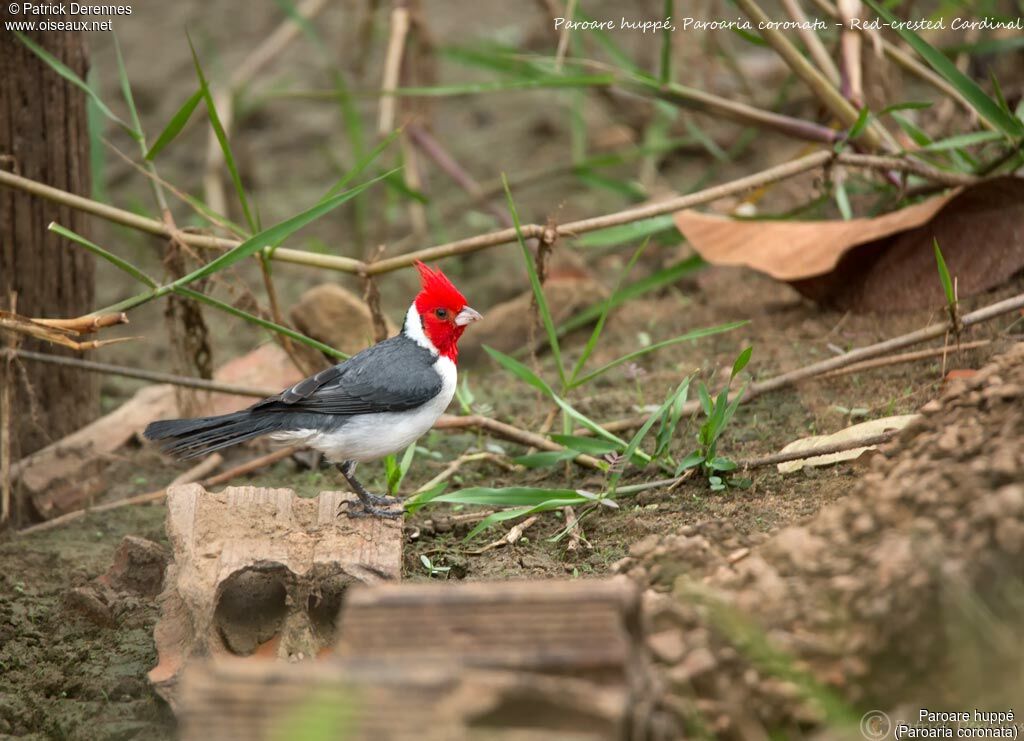 Red-crested Cardinal, identification