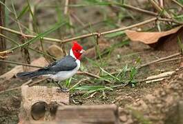 Red-crested Cardinal