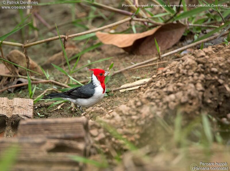 Red-crested Cardinal, identification