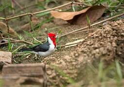 Red-crested Cardinal