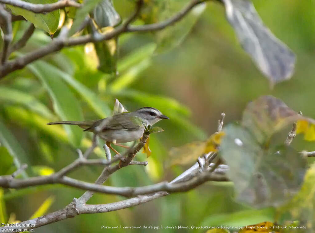 Paruline à couronne doréeadulte, identification