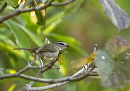 Golden-crowned Warbler