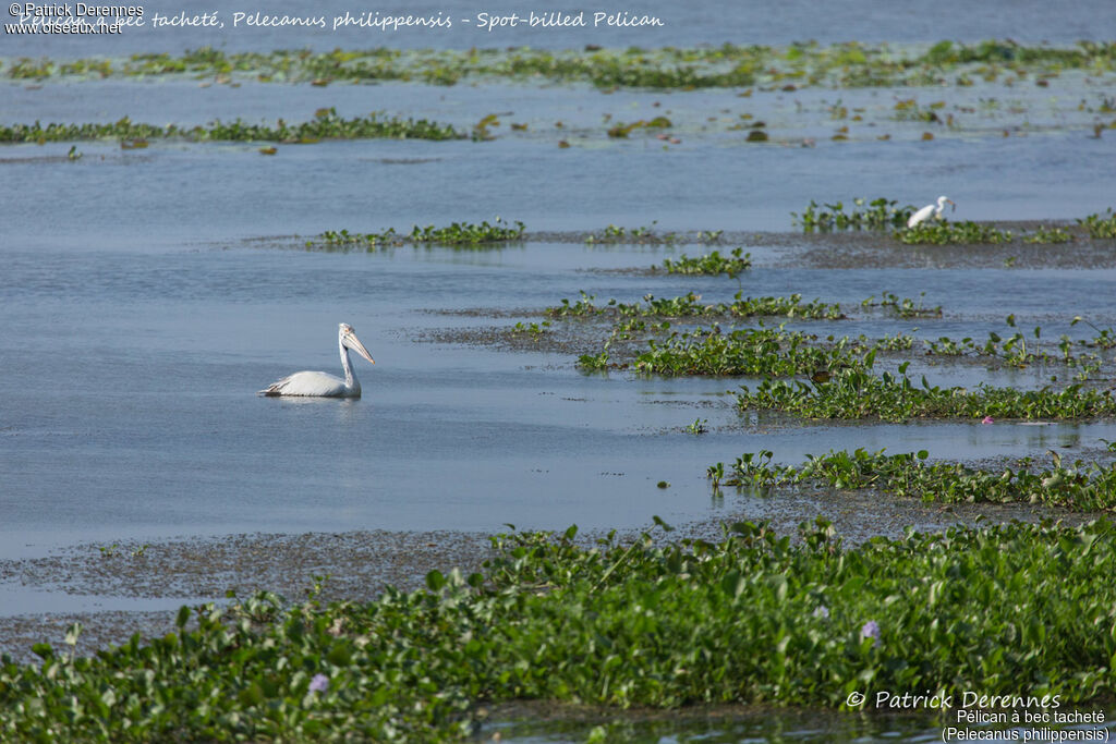 Spot-billed Pelican, identification, habitat