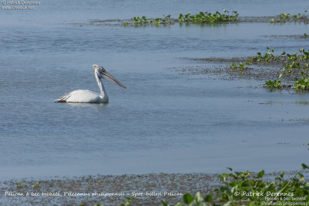 Spot-billed Pelican, identification, habitat