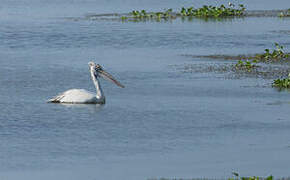 Spot-billed Pelican