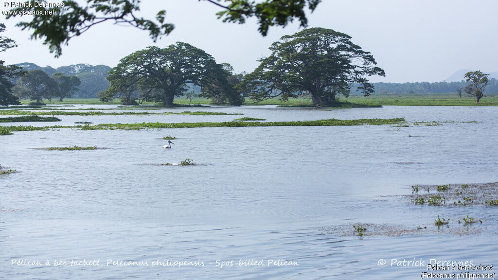 Spot-billed Pelican, habitat