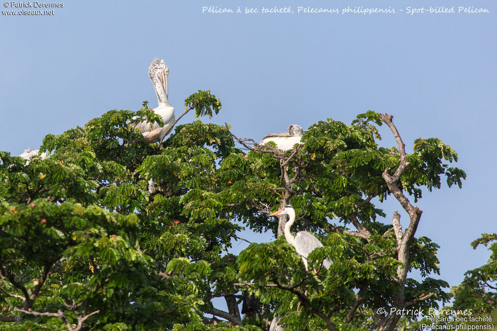 Spot-billed Pelican, identification, habitat