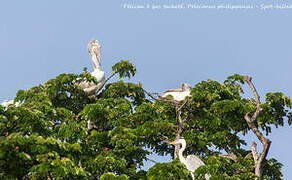 Spot-billed Pelican