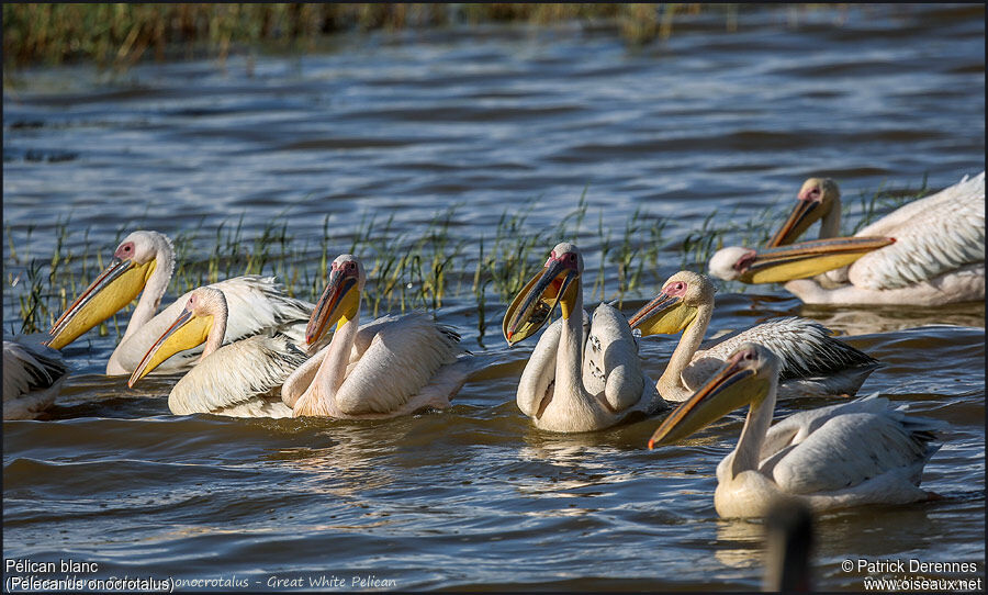 Great White Pelicanadult, identification