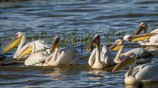 Great White Pelican