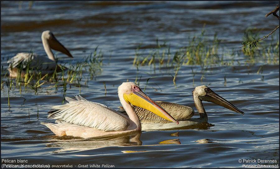 Great White Pelican