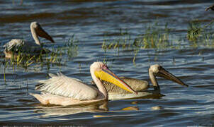 Great White Pelican