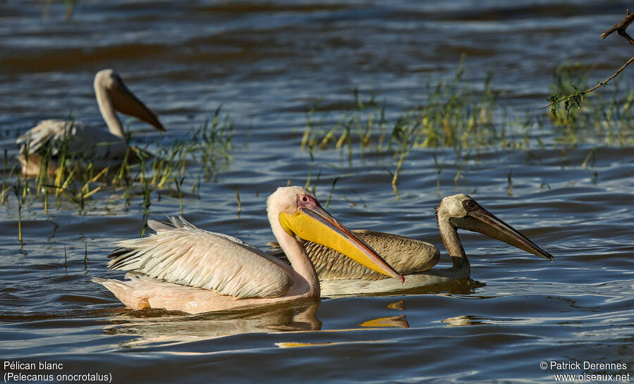 Great White Pelican, identification