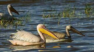 Great White Pelican