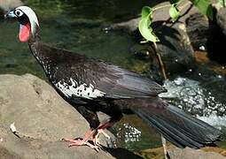 Black-fronted Piping Guan