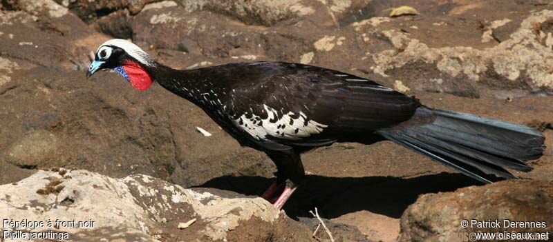 Black-fronted Piping Guanadult