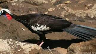 Black-fronted Piping Guan