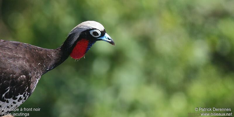 Black-fronted Piping Guanadult