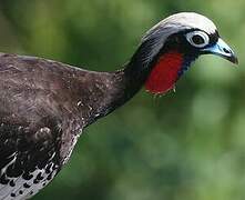 Black-fronted Piping Guan