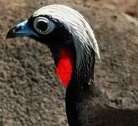 Black-fronted Piping Guan