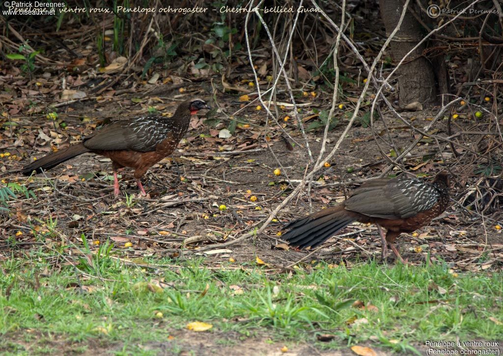 Chestnut-bellied Guan, habitat