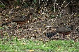 Chestnut-bellied Guan