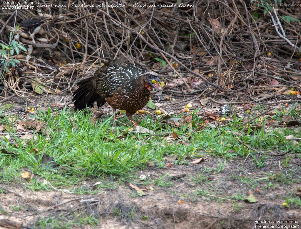 Chestnut-bellied Guan, identification, habitat