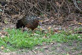 Chestnut-bellied Guan