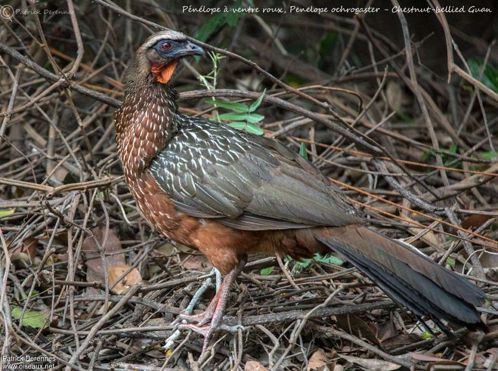 Chestnut-bellied Guan, identification