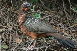 Chestnut-bellied Guan