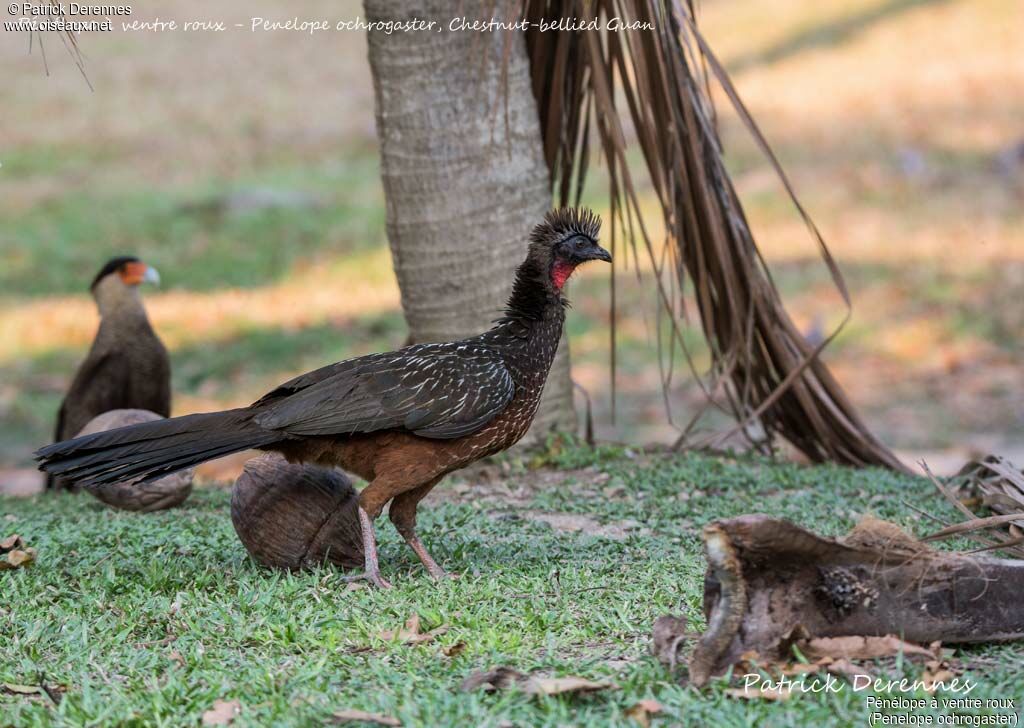 Chestnut-bellied Guan, identification