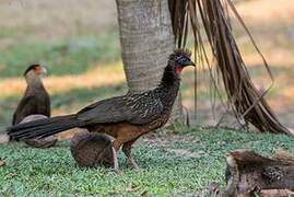 Chestnut-bellied Guan