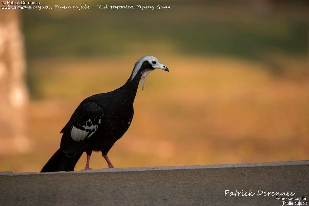 Red-throated Piping Guanadult