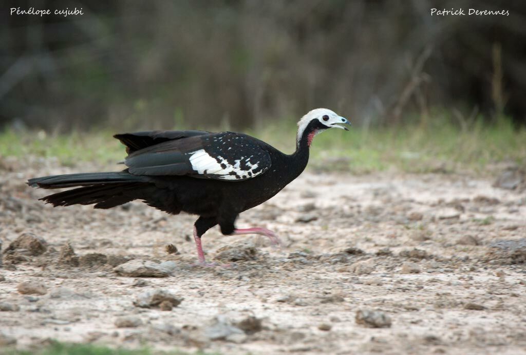 Red-throated Piping Guan, identification, habitat, walking