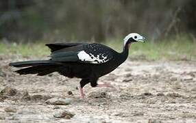 Red-throated Piping Guan