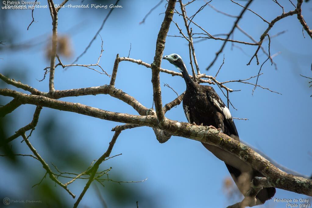 White-throated Piping Guan, identification, habitat