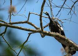 White-throated Piping Guan