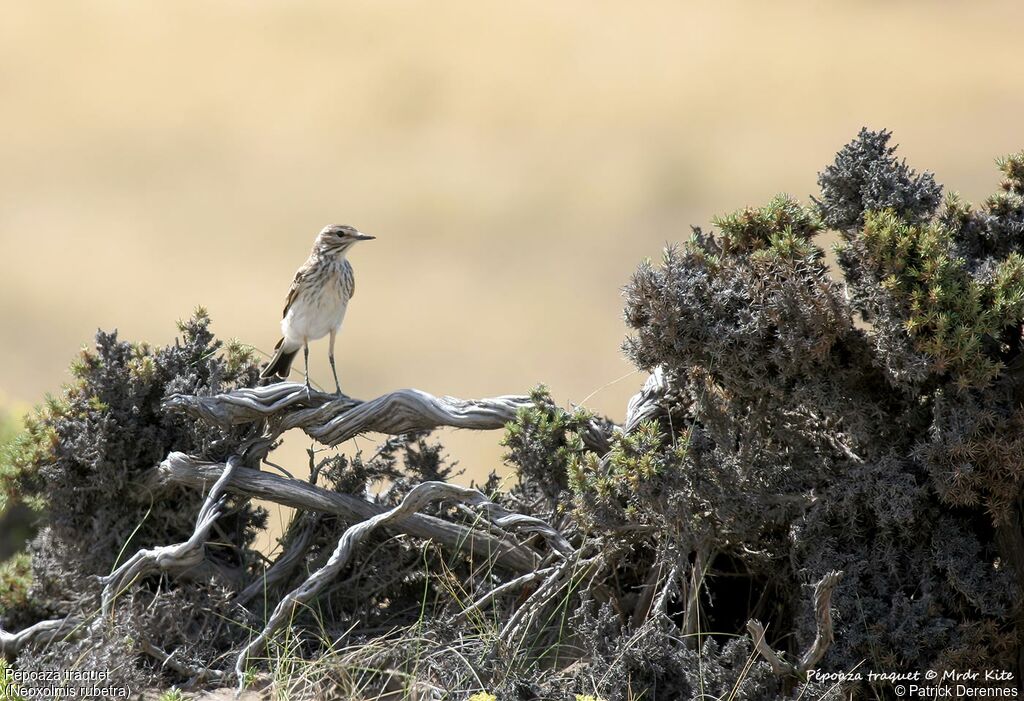 Rusty-backed Monjita, identification