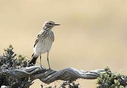 Rusty-backed Monjita