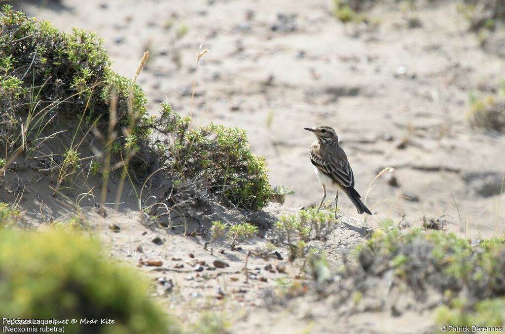 Rusty-backed Monjita, identification