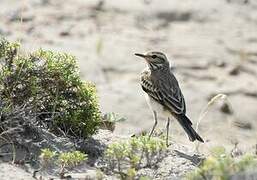 Rusty-backed Monjita