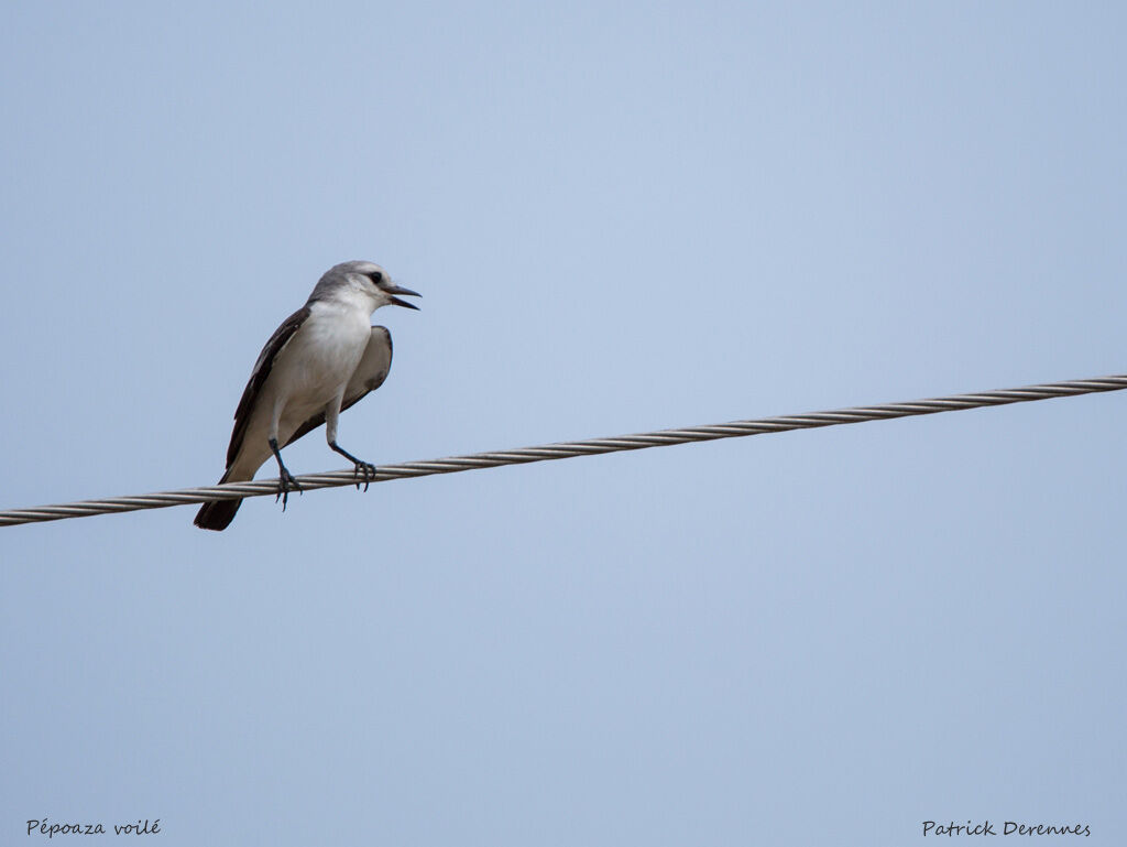 White-rumped Monjita, identification, habitat