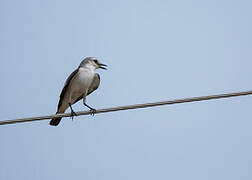 White-rumped Monjita