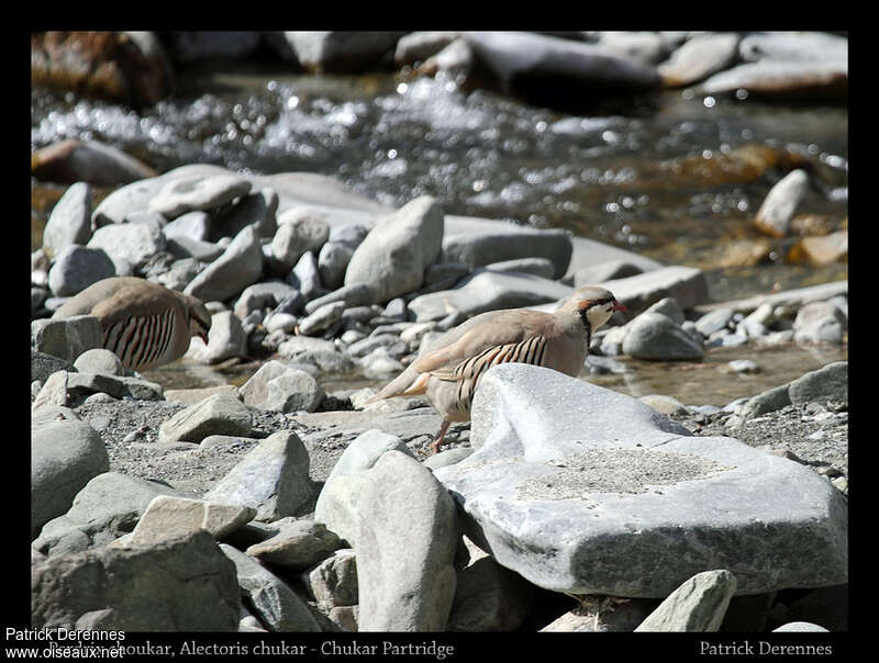 Chukar Partridge, habitat, camouflage