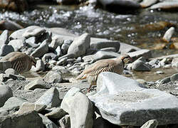 Chukar Partridge