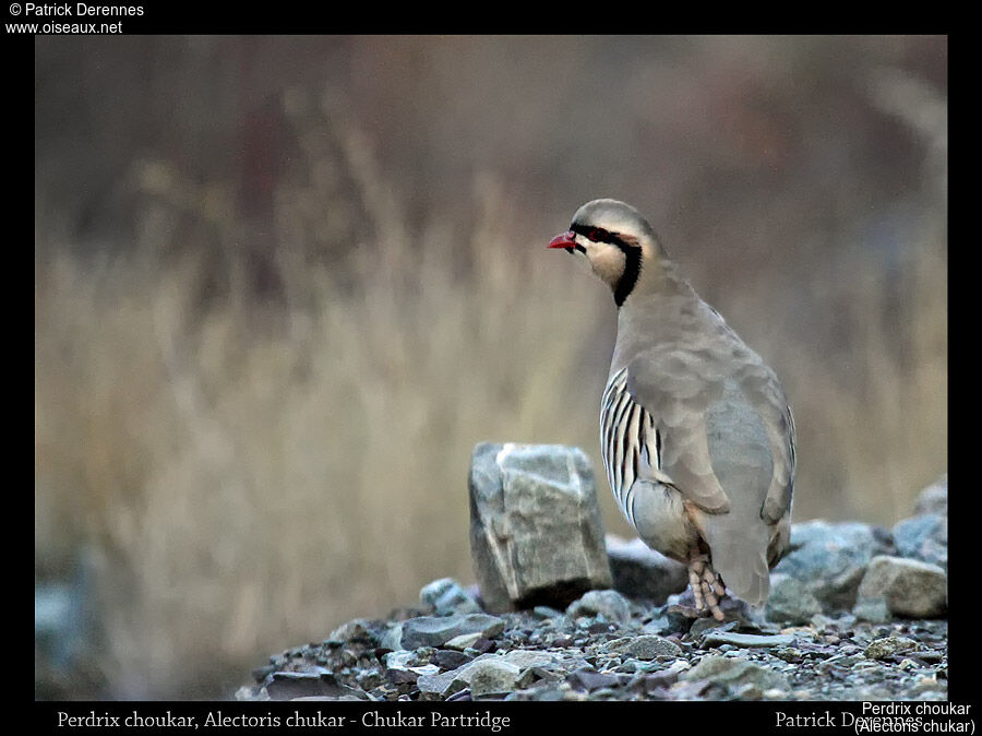 Chukar Partridge, identification, habitat