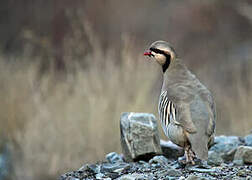 Chukar Partridge