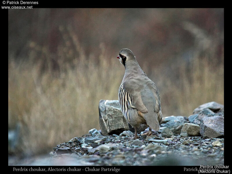 Chukar Partridge, identification, habitat