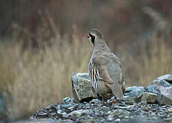 Chukar Partridge